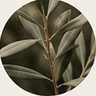 Olive leaves